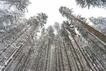 Нижній вид на баварські національного лісопарку, Німеччина — стокове фото
