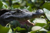 Cabeza de dos yacare caiman en humedal, Pantanal, Mato Grosso, Brasil - foto de stock