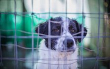 Бдительная собака за проволочным забором, выстрел крупным планом — стоковое фото