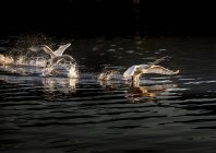 Cisnes volando, Lago Mayor, Piamonte, Lombardía, Italia - foto de stock