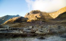 Ламы на Масле проходят по дороге к Ларису — стоковое фото