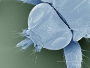 Micrografo elettronico a scansione colorata della mosca del pidocchio, vista aerea — Foto stock