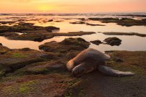 Морская черепаха на мшистых скалах — стоковое фото