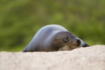 Симпатичный тюлень, лежащий на песке и отводящий взгляд — стоковое фото