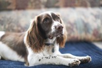 Springer spaniel perro acostado en sofá - foto de stock