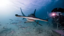 Vista subaquática fotógrafo subaquático masculino, fotografia de tubarão-martelo — Fotografia de Stock