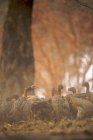 Abutres-de-cauda-branca ou Gyps africanus na carcaça de Impala (aepyceros melampus), Mana Pools, Zimbabué — Fotografia de Stock