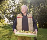 Старший чоловік, що носить ящик з яблуками — стокове фото