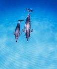Madre hija par de delfines manchados atlánticos - foto de stock