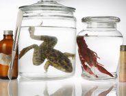 Preserved toad and crayfish in glass jars — Stock Photo