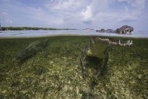 Cocodrilos americanos o cocodrilos acutus en la superficie del atolón Chinchorro, México - foto de stock
