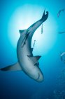 Unterwasserblick auf Hai, der mit kleinen Fischen schwimmt — Stockfoto