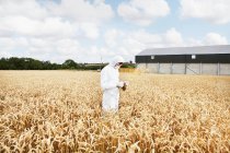 Wissenschaftler untersucht Getreide im Getreidefeld — Stockfoto