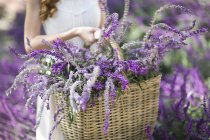 Foto recortada de mujer joven en el jardín llevando cesta de flores púrpuras - foto de stock