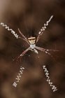Avispa araña en la web con presa - foto de stock