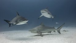 Gruppo di squali toro nuotano sott'acqua — Foto stock