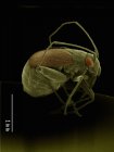 Сканування електронного мікрографа справжньої півкулі комах — стокове фото