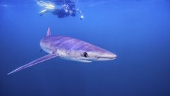 Unterwasser-Ansicht des Tauchers Schwimmen über Hai, San Diego, Kalifornien, Vereinigte Staaten — Stockfoto