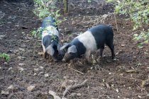 Two pigs snuffling in dirt at daytime — Stock Photo