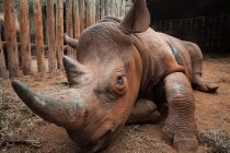 Сирота-носорог в убежище, Найроби, Кения — стоковое фото