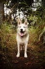 Задихаючись собака стоїть на шляху в лісі — стокове фото
