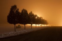 Baumreihe in der Nacht — Stockfoto