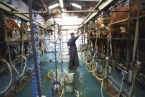 Vacas de ordeño del agricultor en la granja lechera, utilizando máquinas de ordeño - foto de stock