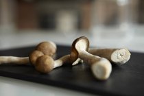 Funghi sul tagliere — Foto stock