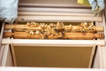 Apicultor inspecionando quadro colmeia da colmeia, close-up — Fotografia de Stock