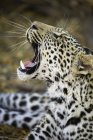 Primo piano del ruggito del leopardo nella riserva di caccia del Mashatu, Botswana, Africa — Foto stock