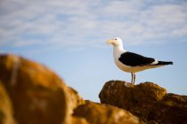 Чайка стоит на скале — стоковое фото