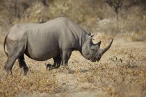 Вид носорогов сбоку на равнине — стоковое фото