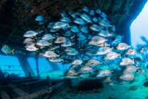 School of grunts by shipwreck, Cancun, Mexico — Stock Photo