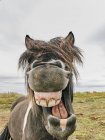 Retrato de caballo helado con la boca abierta, Husavik, Islandia - foto de stock