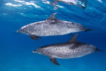 Golfinhos manchados atlânticos nadando debaixo d 'água — Fotografia de Stock