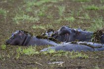 Hippopotames sauvages dans l'eau, delta okavango, botswana — Photo de stock
