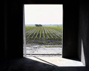 Виноградник, переглянутий через дверний отвір — стокове фото