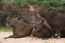 Милий capybaras лежачи на піщаному березі річки — стокове фото