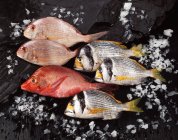 Arreglo de pescado fresco crudo y hielo sobre pizarra oscura, pargo rojo - foto de stock