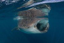Tubarão-baleia nadando debaixo d 'água com boca aberta — Fotografia de Stock
