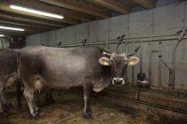 Retrato de vacas leiteiras em galpão, Sattelbergalm, Tirol, Áustria — Fotografia de Stock