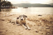 Cane randagio sdraiato sulla spiaggia di sabbia — Foto stock