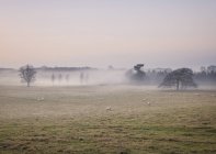 Schafe weiden im nebligen Feld bei Sonnenaufgang — Stockfoto