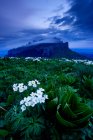Fleurs sauvages et formation rocheuse, Parc naturel Bolshoy Thach, Montagnes Caucasiennes, République d'Adygea, Russie — Photo de stock