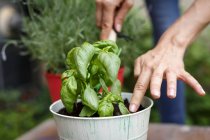 Vue recadrée des mains plantant du basilic en pot — Photo de stock