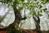 Low angle view of misty forest, Crimea, Ukraine — Stock Photo