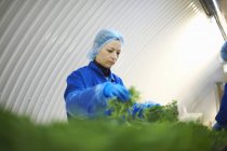 Mulher na linha de produção vestindo cabelo líquido embalagem legumes — Fotografia de Stock
