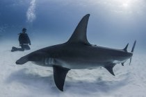 Taucher neben großem Hammerhai, Unterwasserblick — Stockfoto