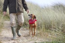 Людина ходьба Собака на піщані дюни, Костянтин Bay, Корнуолл, Великобританія — стокове фото