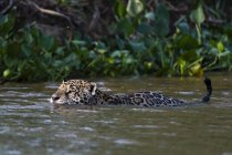 Jaguar schwimmt im Cuiaba Fluss, Brasilien — Stockfoto